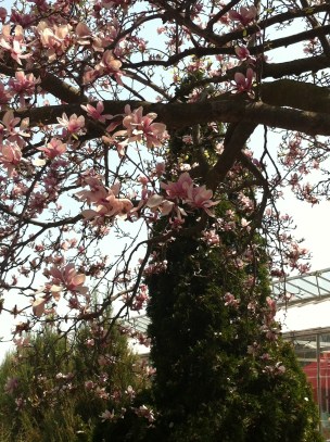 Magnolias were spilling their blossoms. 