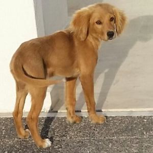 11247896_574119809397142_1082258576954488128_n