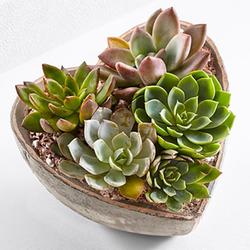 A dish of succulents could be the perfect thing for the girl who has everything, especially if she's a plant killer. Suit the container to her style. 