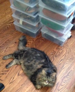 Even our cat, Felix, found this process exhausting. He found a comfy spot later, on top of shoe mountain, to observe our success. 