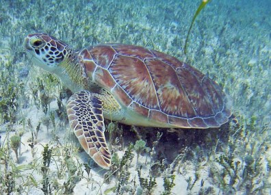 Gorgeous sea life was so close you could touch it. I loved swimming over the grazing sea turtles, watching them gracefully dip and bob through the water.