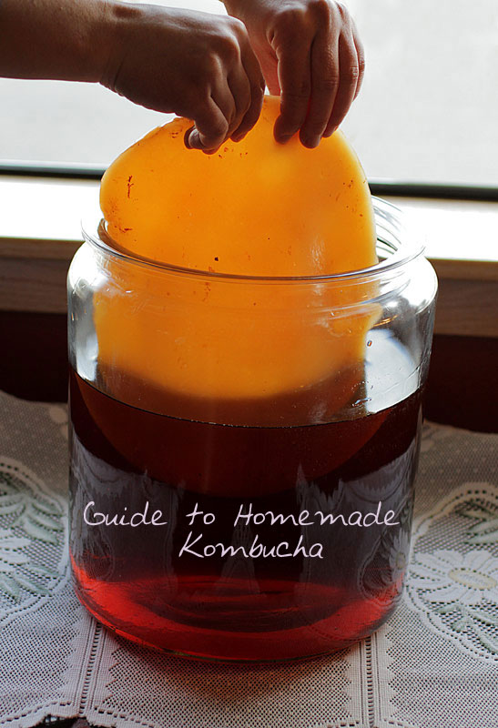kombucha-scoby2.jpg